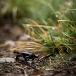 Alpensalamander - Foto: Kaipara/Gipfelfieber