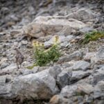 Alpenschneehuhn - Foto: Kaipara/Gipfelfieber