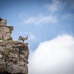 Junger Steinbock - Foto: Kaipara/Gipfelfieber