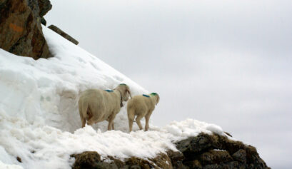 Schafauftrieb © Nadine Ormo