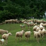 Auf der Weide © Steffi Regel