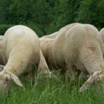 Saftiges Gras © Steffi Regel