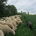 Landschaftpfleger bei der Arbeit © Steffi Regel