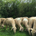 Deutsche Merinoschafe © Steffi Regel