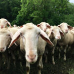 700 Merinoschafe im Donauries © Steffi Regel