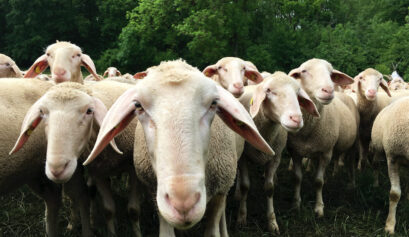 700 Merinoschafe im Donauries © Steffi Regel