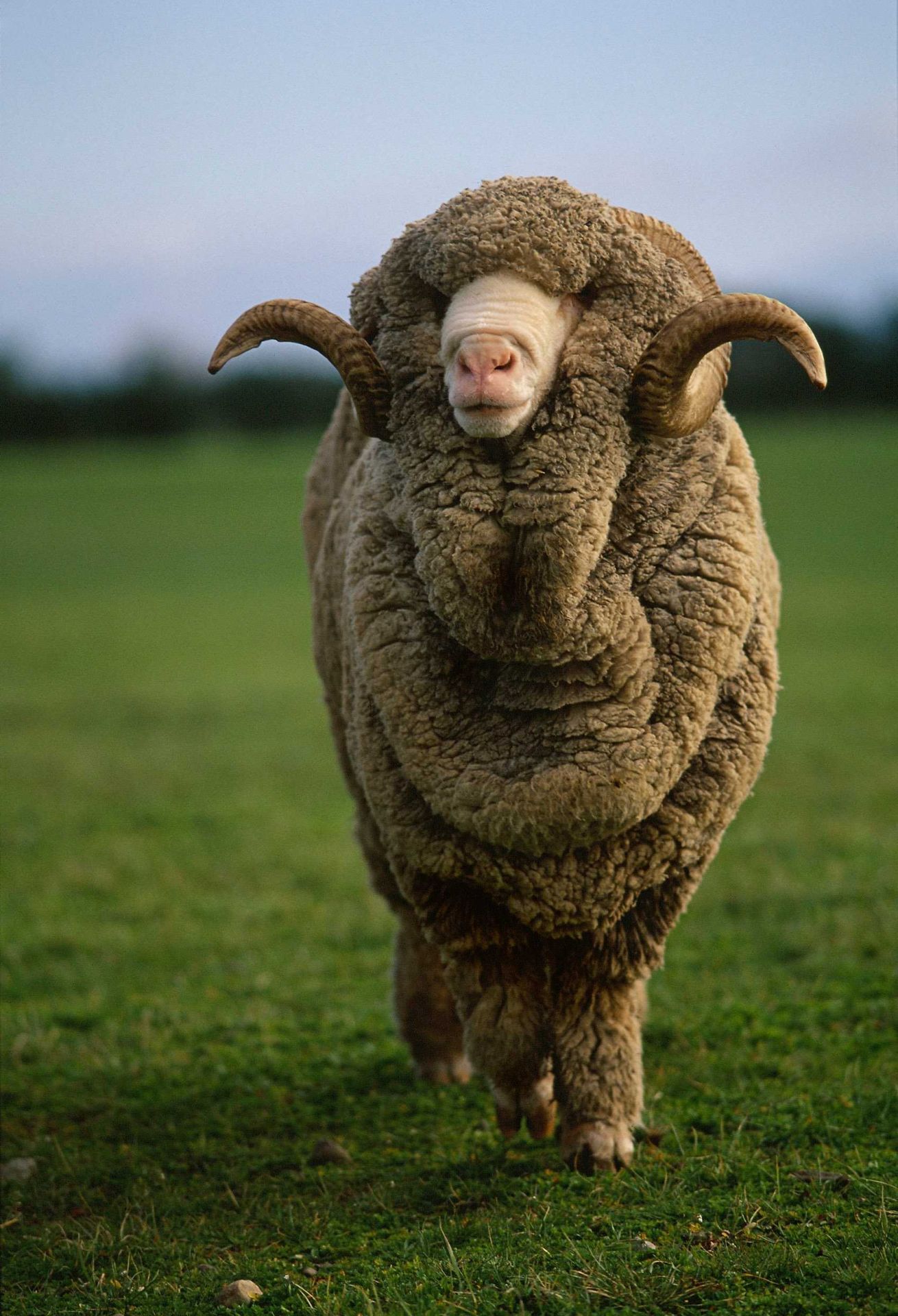 Merinoschaf: Haltung, Herkunft, Steckbrief | Kaipara Magazin