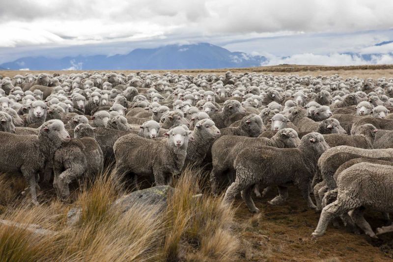 Merinoschaf: Haltung, Herkunft, Steckbrief | Kaipara Magazin